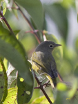 Nashville Warbler